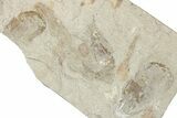 Three Cretaceous Fossil Shrimp - Lebanon #349685-1